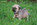 A vendre chiot carlin LOF sable à masque noir chez Dreamlander en Sarthe