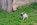 A vendre chiot carlin LOF sable à masque noir chez Dreamlander en Sarthe