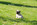 A vendre chiot carlin LOF sable à masque noir chez Dreamlander en Sarthe