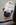 A vendre chiot carlin LOF sable à masque noir chez Dreamlander en Sarthe