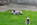 A vendre chiot carlin LOF sable à masque noir chez Dreamlander en Sarthe