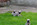 A vendre chiot carlin LOF sable à masque noir chez Dreamlander en Sarthe