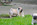A vendre chiot carlin LOF sable à masque noir chez Dreamlander en Sarthe