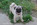 Chiot carlin sable à masque noir disponible chez Dreamlander