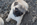 Chiot carlin sable à masque noir disponible chez Dreamlander