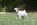 chiot carlin à vendre
