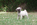 chiot carlin à vendre