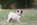 chiot carlin à vendre