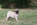 chiot carlin à vendre