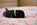 chiot carlin noir disponible chez Dreamlander en Sarthe