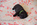 chiot carlin noir disponible chez Dreamlander en Sarthe