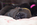 chiot carlin noir disponible chez Dreamlander en Sarthe