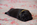 chiot carlin noir disponible chez Dreamlander en Sarthe