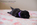 chiot carlin noir disponible chez Dreamlander en Sarthe