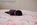 chiot carlin noir disponible chez Dreamlander en Sarthe