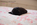 chiot carlin noir disponible chez Dreamlander en Sarthe