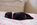 chiot carlin noir disponible chez Dreamlander en Sarthe