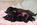 chiot carlin noir disponible chez Dreamlander en Sarthe