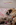 chiot carlin sable disponible chez Dreamlander en Sarthe