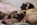 chiot carlin sable disponible chez Dreamlander en Sarthe
