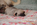 chiot carlin sable disponible chez Dreamlander en Sarthe