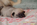 chiot carlin sable disponible chez Dreamlander en Sarthe