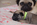 chiot carlin sable disponible chez Dreamlander en Sarthe