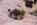 chiot carlin sable disponible chez Dreamlander en Sarthe