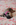 chiot carlin sable disponible chez Dreamlander en Sarthe