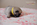 chiot carlin sable disponible chez Dreamlander en Sarthe