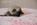 chiot carlin sable disponible chez Dreamlander en Sarthe