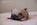 chiot carlin sable disponible chez Dreamlander en Sarthe
