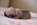 chiot carlin sable disponible chez Dreamlander en Sarthe