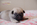 chiot carlin sable disponible chez Dreamlander en Sarthe