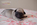 chiot carlin sable disponible chez Dreamlander en Sarthe