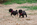 chiot carlin femelle sable ou noir à vendre chez Dreamlander élevage carlin en Sarthe