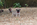 chiot carlin femelle sable ou noir à vendre chez Dreamlander élevage carlin en Sarthe