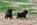 chiot carlin femelle sable ou noir à vendre chez Dreamlander élevage carlin en Sarthe
