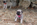chiot carlin femelle sable ou noir à vendre chez Dreamlander élevage carlin en Sarthe