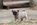 chiot carlin femelle sable ou noir à vendre chez Dreamlander élevage carlin en Sarthe
