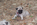 chiot carlin femelle sable ou noir à vendre chez Dreamlander élevage carlin en Sarthe
