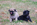chiot carlin pure race à vendre