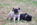 chiot carlin pure race à vendre