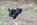 chiot carlin pure race à vendre