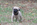 chiot carlin pure race à vendre