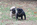 chiot carlin pure race à vendre