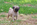 chiot carlin disponible famille bonheur ?