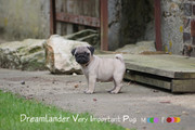 chiot carlin femelle sable à masque noir chez Dreamlander