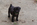 Chiot carlin mâle noir à vendre chez Dreamlander 