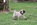 Chiot carlin mâle Sable à vendre chez Dreamlander 